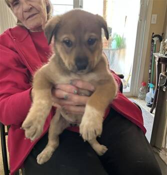 Mastiff Dogs Available for Adoption - BRUCE | PetCurious