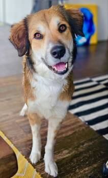 Marsha -  Collie Dog for Adoption in Aspen, Colorado - Marsha | PetCurious