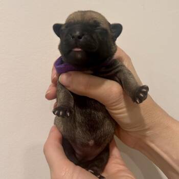 Chihuahua Dogs Available for Adoption - Kanga | PetCurious