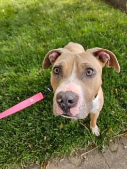 Pit Bull Terrier Dogs Available for Adoption in Roseville, California - Tibby | PetCurious
