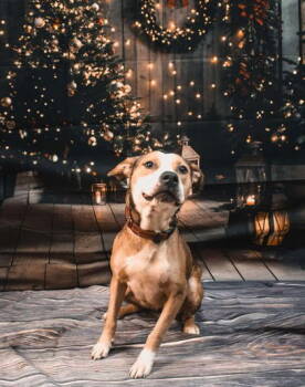 Rescue Pit Bull Terrier Dogs for Adoption in Sullivan, Indiana - Princess | PetCurious