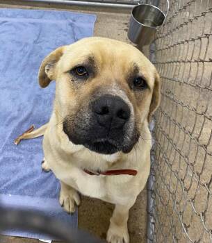Mastiff and Mixed Breed Dogs Available for Adoption in Calgary, Alberta - Butter | PetCurious