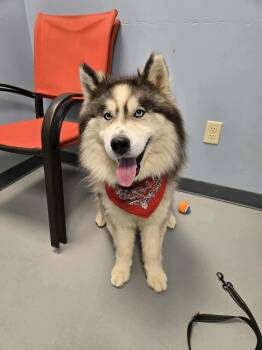 Husky Dogs Available for Adoption - Wookie  | PetCurious