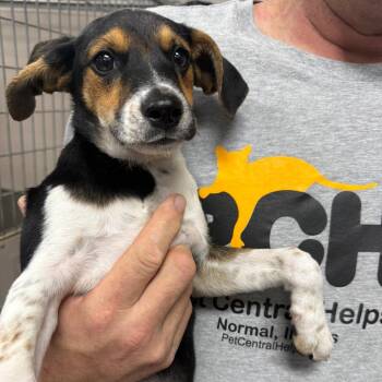 April -  Beagle and Hound Dog for Adoption in Normal, Illinois - April | PetCurious