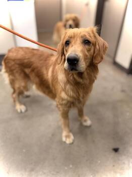 WINIFRED -  Golden Retriever Dog for Adoption in Ontario, California - WINIFRED | PetCurious