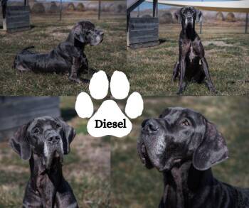 Great Dane Dogs Available for Adoption - Diesel | PetCurious