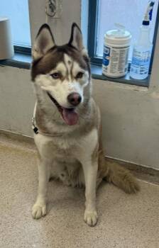 Siberian Husky Dogs Available for Adoption - Berthold | PetCurious