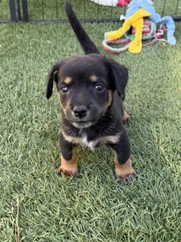 Bobby -  Chihuahua and Mixed Breed Dog for Adoption in Henderson, Nevada - Bobby | PetCurious