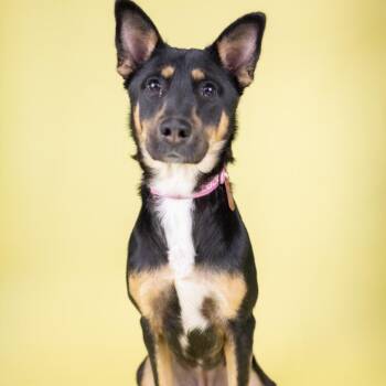 Shepherd Dogs Available for Adoption - Lena | PetCurious