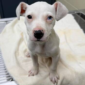 Mixed Breed Dogs Available for Adoption in Columbus, Georgia - 04/29/2026-Stray-RiverRoad | PetCurious