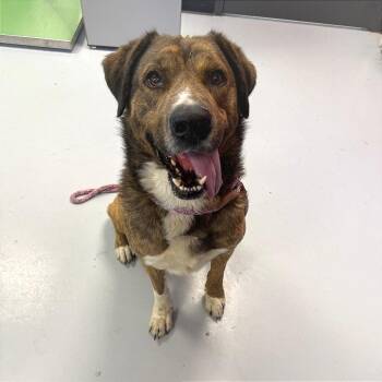 Wally -  Shepherd and Mixed Breed Dog Available for Adoption in Ponca City, Oklahoma - Wally | PetCurious