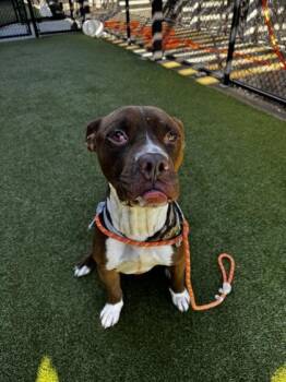 Pixel -  Mixed Breed Dog for Adoption in Atlanta, Georgia - Pixel | PetCurious