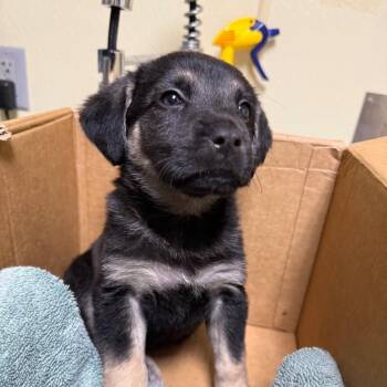 Tippy -  Mixed Breed Dog for Adoption in Chattanooga, Tennessee - Tippy | PetCurious