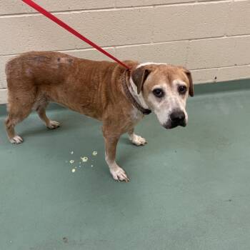 Rescue Mixed Breed Dogs for Adoption in Memphis, Tennessee - Werther | PetCurious