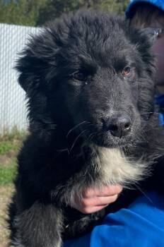 Newfoundland Dog and Border Collie Dogs Available for Adoption in Polson, Montana - Briggs | PetCurious