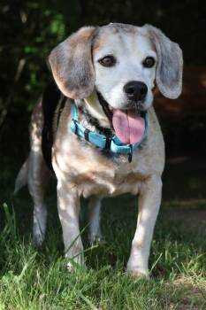 Mixed Breed Dogs Available for Adoption in Columbia, Tennessee - Bert | PetCurious