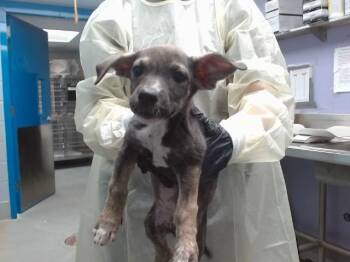 KICKFLIP -  Labrador Retriever and Mixed Breed Dog for Adoption in Albuquerque, New Mexico - KICKFLIP | PetCurious