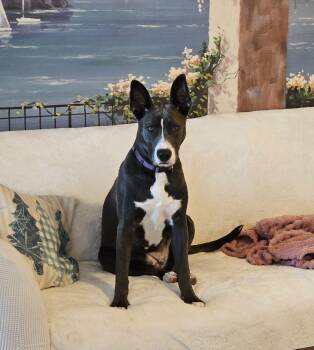 Husky Dogs Available for Adoption - Leia | PetCurious