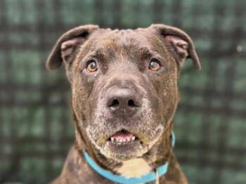 Pit Bull Terrier Dogs Available for Adoption - Chauncey | PetCurious