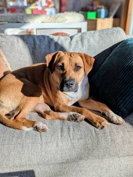 Mixed Breed Dogs Available for Adoption - Rihanna | PetCurious