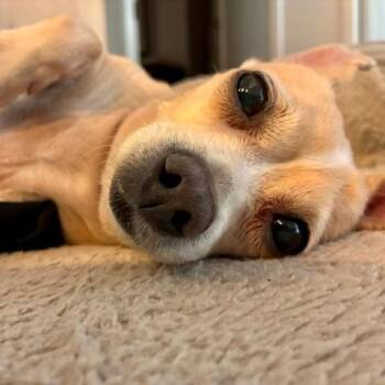 Lulu -  Chihuahua Dog for Adoption - Lulu | PetCurious
