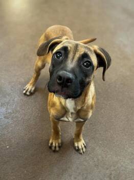 Zapata -  Boxer Dog for Adoption in Winfield, Kansas - Zapata | PetCurious