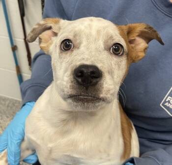 Rescue Australian Cattle Dog Blue Heeler Dogs for Adoption in Golden, Colorado - Chuck | PetCurious