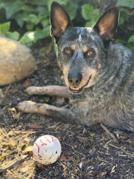 Australian Cattle Dog Blue Heeler Dogs Available for Adoption - Honey | PetCurious