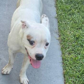 Casper -  Boston Terrier and American Bulldog Dog for Adoption - Casper | PetCurious
