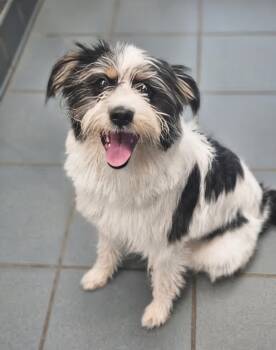 Safari -  Mixed Breed Dog for Adoption in Nashville, Tennessee - Safari | PetCurious