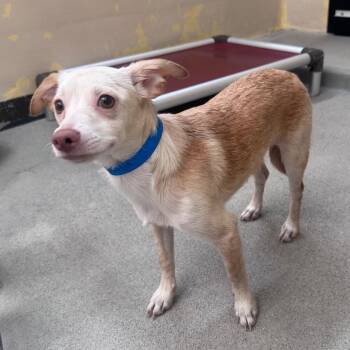 IVHS-Stray-142058 -  Chihuahua Dog for Adoption in San Gabriel, California - IVHS-Stray-142058 | PetCurious
