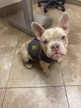 Penny -  French Bulldog Dog for Adoption in West Palm Beach, Florida - Penny | PetCurious