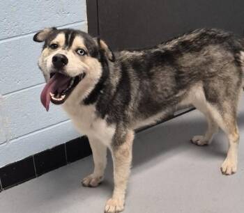 Pen 139 -  Siberian Husky Dog for Adoption in Lawrenceville, Georgia - Pen 139 | PetCurious