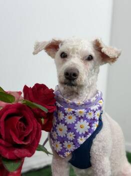 Poodle and Schnoodle Dogs Available for Adoption in Carlsbad, California - Paul Newman-One Of Our Amazing Rescue Dogs | PetCurious