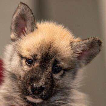 Mixed Breed Dogs Available for Adoption - Sopi *Avail Thurs 2/26* | PetCurious