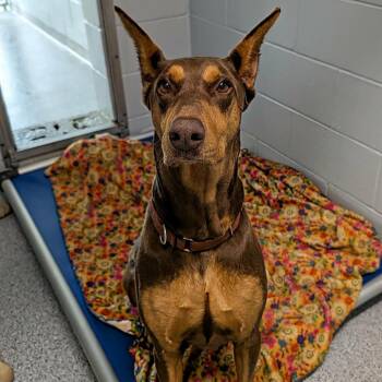 7945 Molly June -  Doberman Pinscher Dog for Adoption in Sandown, New Hampshire - 7945 Molly June | PetCurious