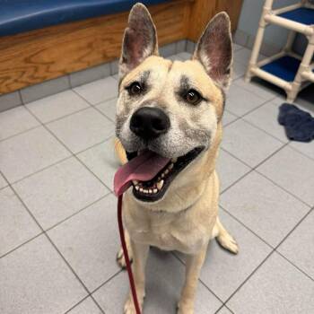 Atari -  Shepherd Dog for Adoption in Buffalo, New York - Atari | PetCurious