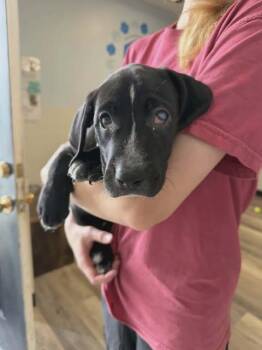 Nick Furry -  Pit Bull Terrier and Labrador Retriever Dog for Adoption in Newport, Kentucky - Nick Furry | PetCurious