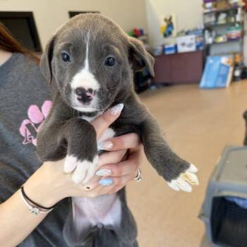 Chocolate Taffy -  Mixed Breed Dog for Adoption in New York, New York - Chocolate Taffy | PetCurious