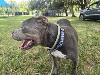 Gertrude -  American Bulldog Dog for Adoption in Lakeland, Florida - Gertrude | PetCurious