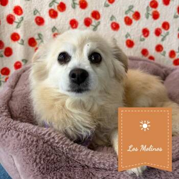 Romy -  Pomeranian Dog for Adoption in St. Augustine, Florida - Romy | PetCurious