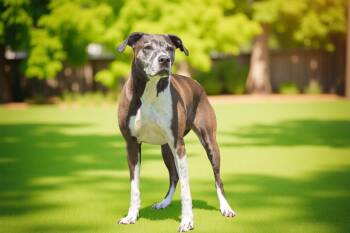 Rescue Labrador Retriever and Pit Bull Terrier Dogs for Adoption in Sebastian, Florida - Stella | PetCurious