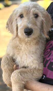 Molly -  Labradoodle and Labrador Retriever Dog for Adoption in Yuba City, California - Molly | PetCurious