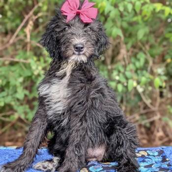Chrissy 06-1728 -  Poodle and Schnauzer Dog for Adoption in Tyrone, Georgia - Chrissy 06-1728 | PetCurious