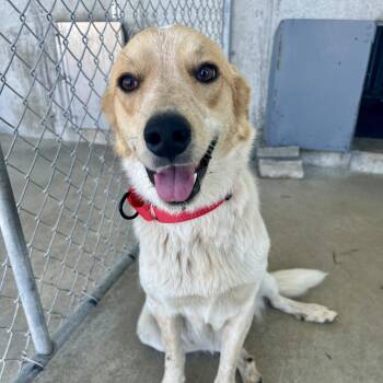 Harley -  Australian Shepherd and Australian Cattle Dog Blue Heeler Dog for Adoption in Albany, Missouri - Harley | PetCurious