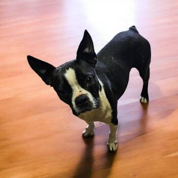 Boston Terrier Dogs Available for Adoption - Ruth | PetCurious