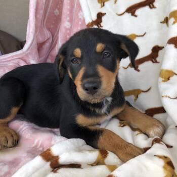 Labrador Retriever and Husky Dogs Available for Adoption in Conroe, Texas - Kira (Victoria Litter) | PetCurious
