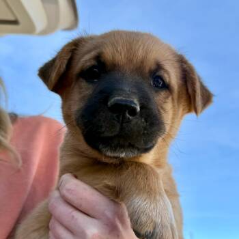 Australian Cattle Dog Blue Heeler and German Shepherd Dog Dogs Available for Adoption in Midland, Texas - Brutus (FKA Steve) | PetCurious