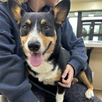 SVAS-Stray-39465 -  Corgi and Mixed Breed Dog for Adoption in Lyndhurst, Virginia - SVAS-Stray-39465 | PetCurious