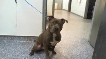 A1267043 -  Pit Bull Terrier Dog for Adoption in Charlotte, North Carolina - A1267043 | PetCurious